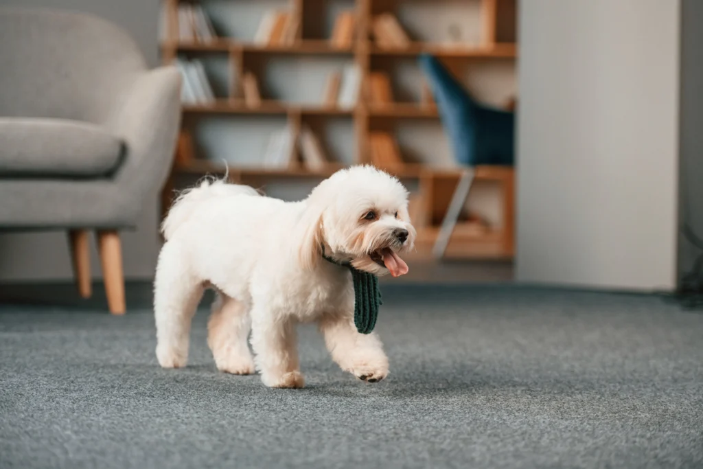 The Benefits of Carpet Flooring From Canterbury Floor and Home