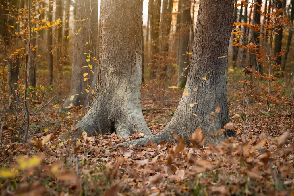 Hardwood Trees